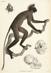 Detalles de mono y calavera, Sumatra, Indonesia de Unbekannt