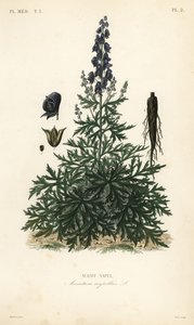 Acónito o matalobos, Aconitum napellus de Unbekannt