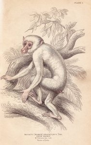 Macaco moro, Macaca maura (Macacus maimon brachyurus). Maimón blanco, se cree que es un joven albino. Grabado en acero coloreado a mano por Lizars a partir de una ilustración de Charles Hamilton Smith de la William Jardine