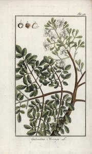 Moringa (Moringa oleifera). Litografía de "Afbeelding der Artseny-Gewassen" de Johannes Zorn (1739-1799), Países Bajos. de Unbekannter Künstler