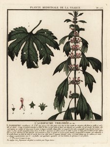 Agripalma, Leonurus cardiaca. de Unbekannter Künstler