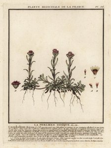 Siempreviva de montaña, Antennaria dioica. de Unbekannter Künstler