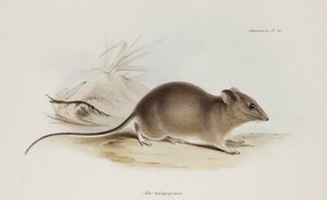 Ratón, Islas Galápagos, c 1832-1836