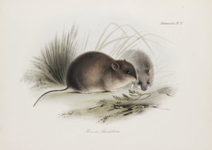 Mouse, Tierra del Fuego, South America, c 1832-1836 de Unbekannter Künstler