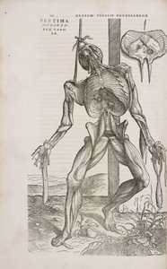 Músculos vista frontal de los músculos profundos del cuerpo humano masculino de Unbekannt
