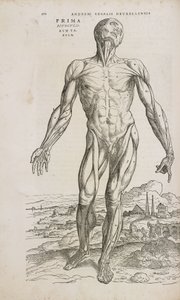 Músculos Vista frontal de los músculos superficiales del cuerpo humano masculino