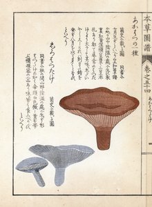 Setas: akahatsu lacatire y shirohatsudake blanco - grabado japonés de Kanen Iwasaki (1786-1842), de Honzo Zufu, guía ilustrativa de plantas medicinales.