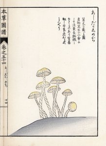 Setas: shimeji ashitaka - grabado japonés de Kanen Iwasaki (1786-1842), de Honzo Zufu, guía ilustrativa de plantas medicinales de Unbekannter Künstler