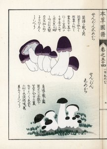 Setas: variedades de shimeji (comestibles) - Grabado japonés de Kanen Iwasaki (1786-1842), de Honzo Zufu, guía ilustrativa de plantas medicinales.