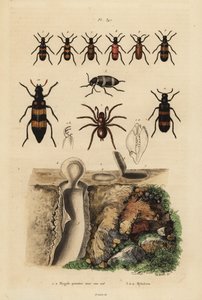 Araña trampa mygalomorfa y su nido, y escarabajos, especies de Mylabris de Unbekannt