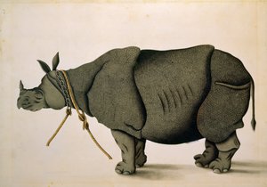 NHD-32 (47) Rinoceronte posiblemente de la colección Francis Buchanan, c.1800, artista desconocido