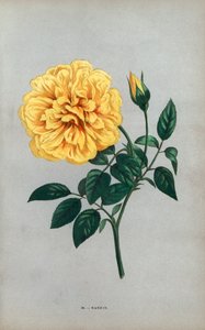 Rosa de Nanjing, variedad amarilla de la rosa de té cultivada por Monsieur Ducher en Lyon en 1871. Cromolitografía dibujada y litografiada al natural por F. Grobon a partir de "Les Roses" de Hippolyte Jamain y Eugene Forney, París, J. Rothschild. de Unbekannter Künstler