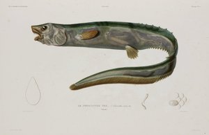 Natacanthus nasus, Islandia, principios del siglo XIX de Unbekannter Künstler