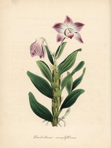 Dendrobium de tallo en collar u orquídea sekikoku, Dendrobium moniliforme. Zincografía coloreada a mano de C. Chabot dibujada por Miss M. A. Burnett de su "Plantae Utiliores: or Illustrations of Useful Plants", Whittaker, Londres. de Unbekannter Künstler