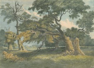 Needwood - Árbol de roble