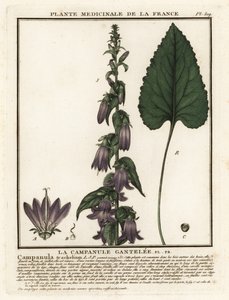 Campanilla de hojas de ortiga, Campanula trachelium.