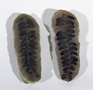 Neuropteris (fronda de helecho marino) encontrada en Coseley, Staffordshire, Período Carbonífero Superior