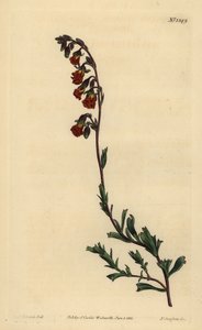 Hermannia de olor nocturno, Hermannia flammea de Unbekannt