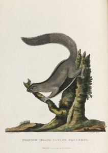 Ardilla voladora de la isla de Norfolk", Australia, hacia 1788 de Unbekannter Künstler
