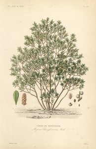 Arrayán del norte, Myrica pensylvanica de Unbekannt