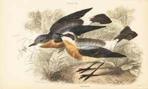 Collalba gris, Oenanthe oenanthe. 1889 (grabado) de Unbekannter Künstler