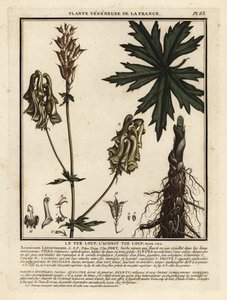 Acónito del Norte, Aconitum lycoctonum. de Unbekannter Künstler