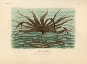 Laminaria, Laminaria digitata de Unbekannt