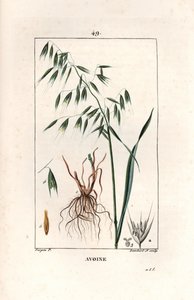 Avena cultivada o avena bizantina - Grabado de Lambert hijo, a partir de un dibujo de Pierre Jean Francois Turpin (1775-1840), extraído de La flore medicale, de Chaumeton, Poiret et Chamberet, París 1830 - Avena, Avena sativa - Grabado de Lambert hijo a pa de Unbekannter Künstler