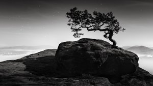 Old Pine, Lilienstein, Suiza, 2015 (fotografía en B/N)