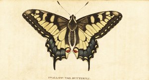 Cola de golondrina del Viejo Mundo, Papilio machaon.,1800 (grabado) de Unbekannter Künstler