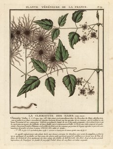 Barba de anciano, Clematis vitalba. de Unbekannter Künstler