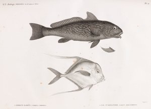 Ombrine Barbue y Gal de Alejandría de Unbekannt