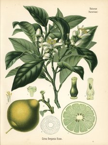 Naranja bergamota, Citrus bergamia. Cromolitografía según una ilustración botánica de Hermann Adolph Koehler