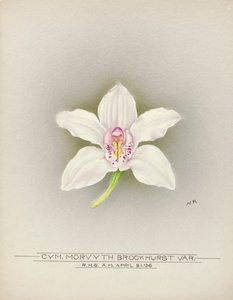 Orquídea de Unbekannter Künstler