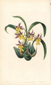 Variedad de orquídea Oncidium - Orquídea Oncidium ghiesbreghtianum (Lengua de dientes del Sr. Warner, Odontoglossum warneri var. purpuratum). Grabado en cobre coloreado a mano por George Barclay a partir de una ilustración de Miss Sarah Drake del Edwards