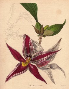 Variedad de orquídea, Paphinia (Maxillaria) cristata, especie endémica del norte de Sudamérica. Inflorescencia colgante con una flor en forma de estrella, de color rojo carmesí con rayas blancas. Ilustración de Augusta Innes Withers (1793-1877), en The Bot de Unbekannter Künstler