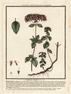 Orégano o mejorana silvestre, Origanum vulgare. de Unbekannter Künstler