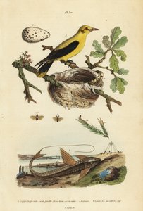 Tordo oropéndola, Gymnomystax mexicanus, nido y huevos 3, bagre acorazado de chocolate, Loricaria cataphracta 2, y mosca de sierra del pino, Neodiprion sertifer 1 de Unbekannt