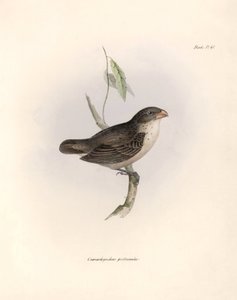 Ornitología: "Camarhynchus psittaculus o Geospize psittacin" Descripción de un paseriforme de Charles Darwin (1809-1882) observado durante su expedición a bordo del Beagle. Lámina de "La zoología del viaje del H.M.S. Beagle. Vuelo. III, Aves descritas de Unbekannter Künstler