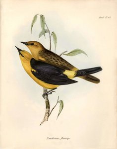 Ornitología: "Certhidea olivacea" Geospize oliva observa y describe por Charles Darwin durante su expedición a bordo del Beagle. Lámina de "La zoología del viaje del H.M.S. Beagle. Vuelo. III, Aves descritas por John Gould, con noticia de sus