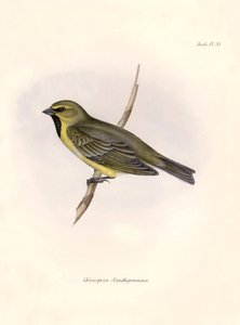 Ornitología: "Chlorospiza xanthogramma" Descripción de un paseriforme de Charles Darwin (1809-1882) observado durante su expedición a bordo del Beagle. Lámina de "La zoología del viaje del H.M.S. Beagle. Vuelo. III, Aves descritas por John Gould, con n de Unbekannter Künstler