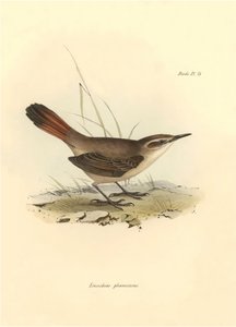 Ornitología: "Eremobius phoenicurus" descrita por Charles Darwin durante su expedición a bordo del Beagle. Lámina de "La zoología del viaje del H.M.S. Beagle. Vuelo. III, Aves descritas por John Gould, con notas de Charles Darwin sobre sus hábitos". de Unbekannter Künstler