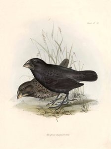 Ornitología: "Geospiza magnirostris or geospize a big beak" Descripción de un paseriforme de Charles Darwin (1809-1882) observado durante su expedición a bordo del Beagle. Lámina de "La zoología del viaje del H.M.S. Beagle. Vuelo. III, Aves descritas b de Unbekannter Künstler