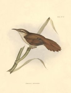 Ornitología: "Limnornis curvirostris" de la familia de los furnáridos descrita por Charles Darwin durante su expedición a bordo del Beagle. Lámina de "The zoology of the voyage of H.M.S. Beagle. Vuelo. III, Aves descritas por John Gould, con mención de su 