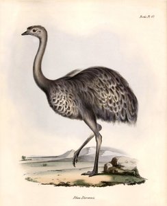 Ornitología: "Rhea Darwinii" Nandou de Darwin observa y describe por Charles Darwin durante su expedición a bordo del Beagle. Lámina de "La zoología del viaje del H.M.S. Beagle. Vuelo. III, Aves descritas por John Gould, con mención de su hábitat. de Unbekannter Künstler