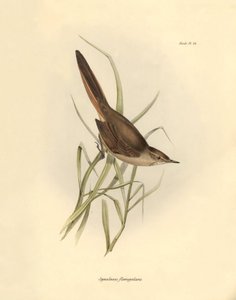 Ornitología: "Synallaxis rufogularis" descrita por Charles Darwin durante su expedición a bordo del Beagle. Lámina de "La zoología del viaje del H.M.S. Beagle. Vuelo. III, Aves descritas por John Gould, con notas de Charles Darwin sobre sus hábitos". de Unbekannter Künstler