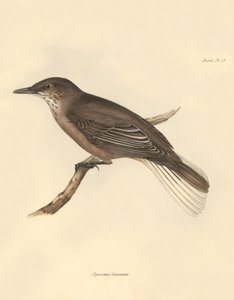 Ornitología: El "Agriornis leucurus" descrito por Charles Darwin durante su viaje de exploración a bordo del Beagle. Lámina de "The Zoology of the voyage of H.M.S. Beagle under the command of Captain Fitzroy during the years 1832 to 1836 edited and supervi de Unbekannter Künstler