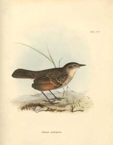 Ornitología: El "Hymenops perspicillata" de la familia de las aves descrita por Charles Darwin durante su viaje de exploración a bordo del Beagle. Lámina de "The Zoology of the voyage of H.M.S. Beagle under the command of Captain Fitzroy during the years 1
