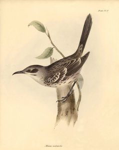 Ornitología: El "Mimus melanotis" de la familia de los burlones descrito por Charles Darwin durante su viaje de exploración a bordo del Beagle. Lámina de "The Zoology of the voyage of H.M.S. Beagle under the command of Captain Fitzroy during the years 1832 de Unbekannter Künstler