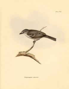 Ornitología: El "Pachyramphus albescens" de la familia de las hayas descrito por Charles Darwin durante su viaje de exploración a bordo del Beagle. Lámina de "The Zoology of the voyage of H.M.S. Beagle under the command of Captain Fitzroy during the years  de Unbekannter Künstler
